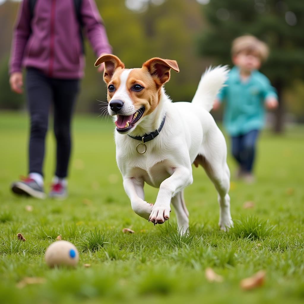 Chó Jack Russell Terrier Colorado vui chơi cùng trẻ nhỏ