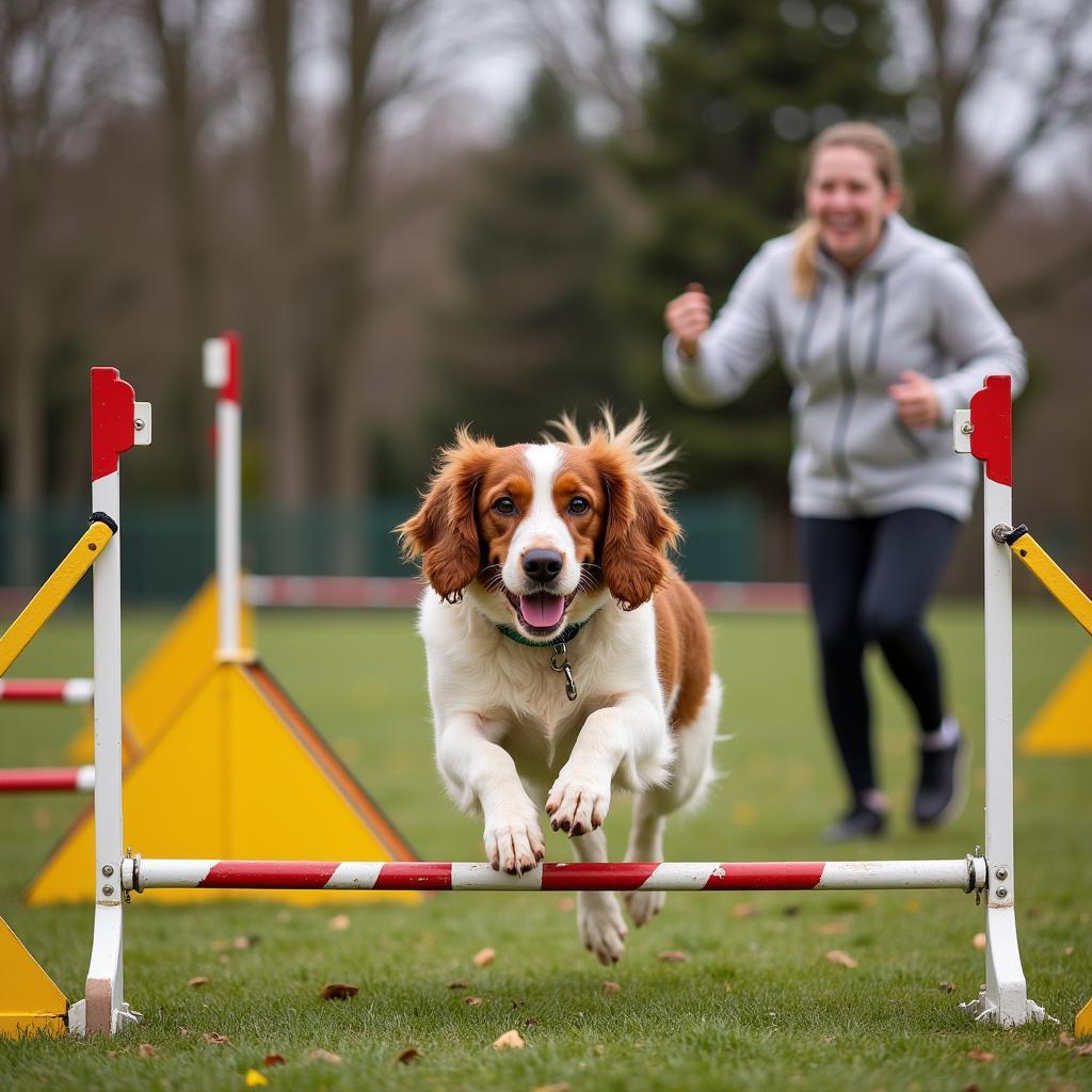 Welsh Springer Spaniel in agility training