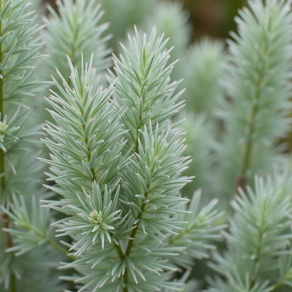 Close-up of Angel's Hair Artemisia