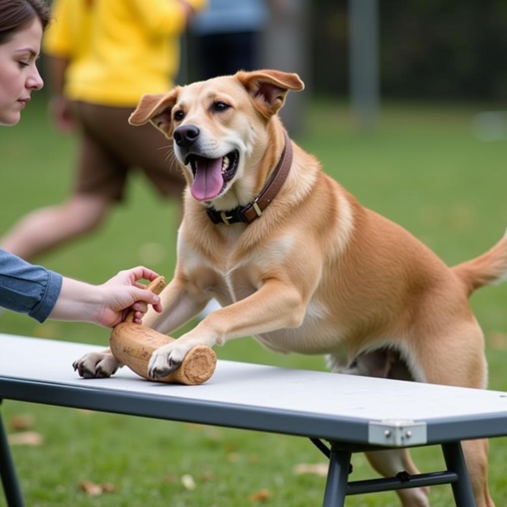 Dog Retrieving Dummy on Command During Force Fetch Training