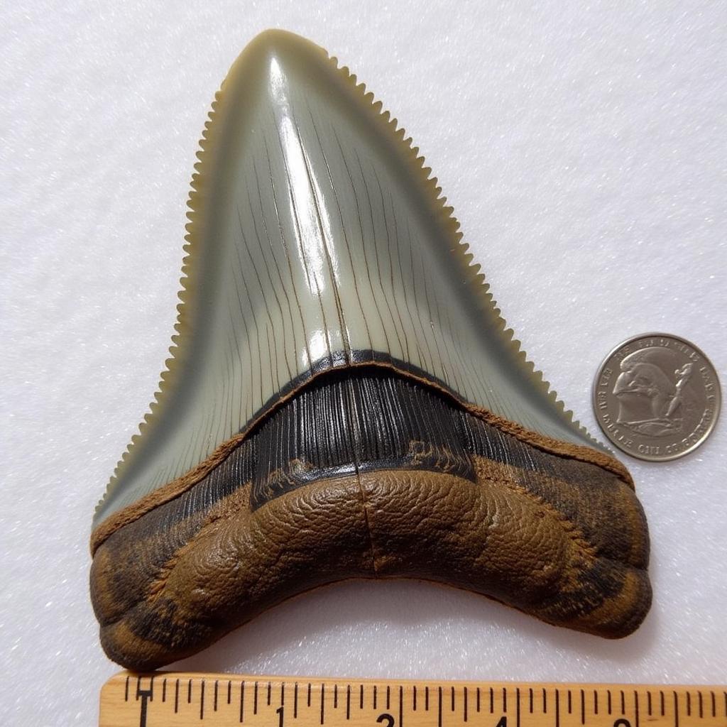 Valuating Gray Shark Teeth